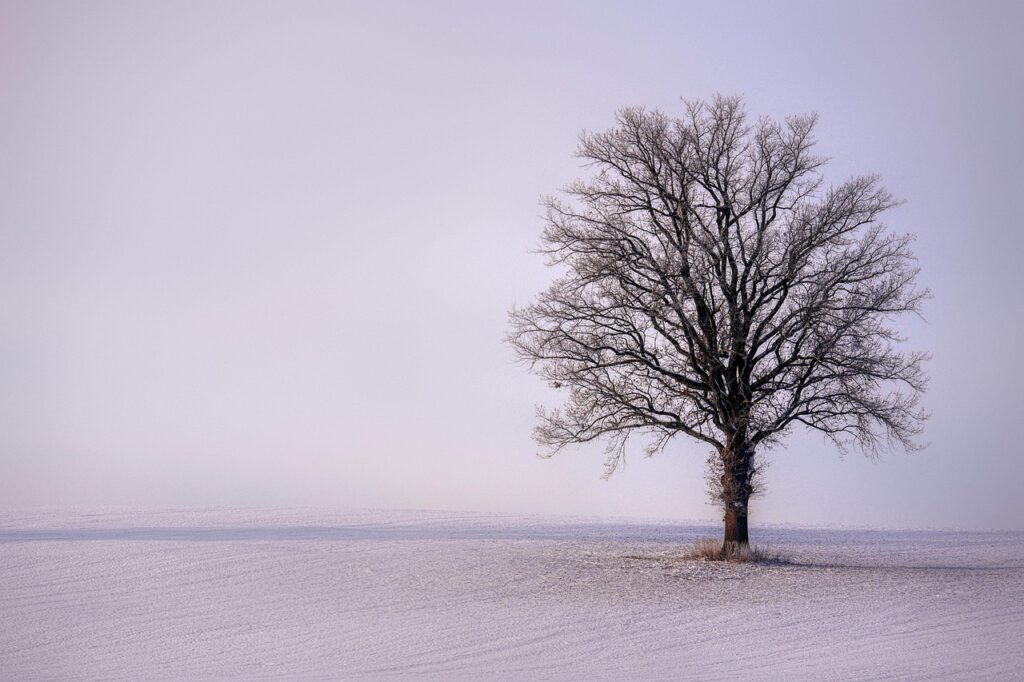 Honigwerk Hildesheim - Baum auf Feld im Winter